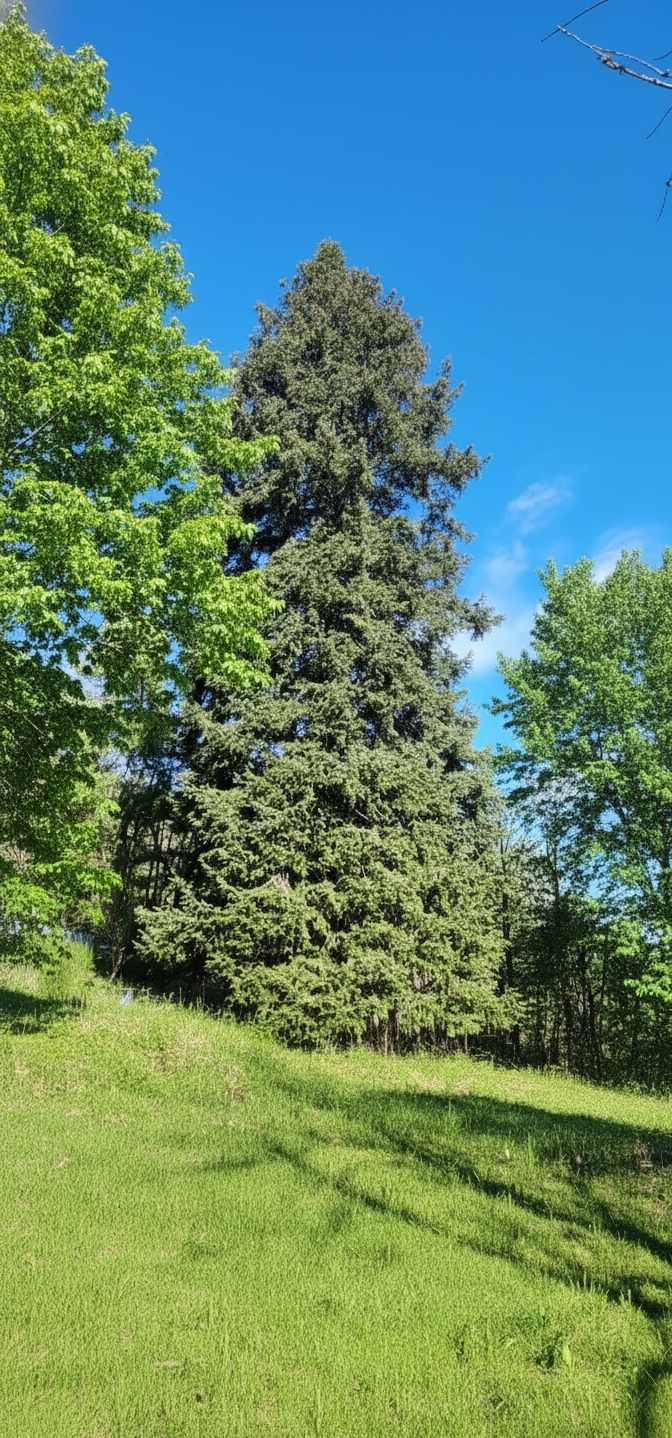Maison-a-vendre-Cevennes-Arbres-terrain